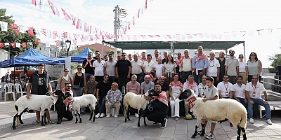Ovacık Tarım ve Sakız Koyunu Şenliği’nde en iyi Sakız koyunları seçildi