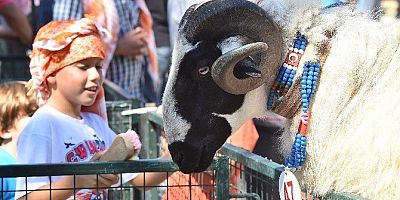 Sakız Koyunu Yarışması iptal edildi