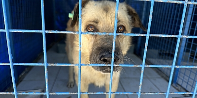 Sokak hayvanları düzenlemesi Meclis’ten geçerek yasalaştı