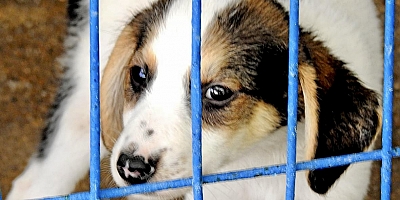 Sokak hayvanları düzenlemesi yürürlüğe girdi!