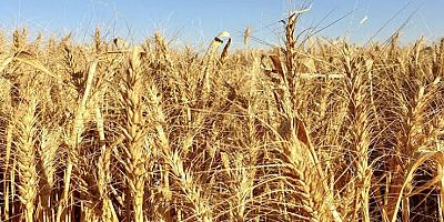 Türkiye’nin sayesinde buğday fiyatı yarıya indi!